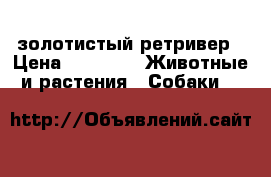 золотистый ретривер › Цена ­ 8 500 -  Животные и растения » Собаки   